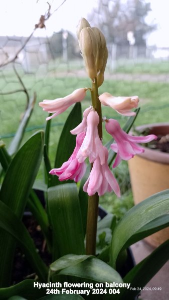 Hyacinth flowering on balcony 24th February 2024 004.jpg