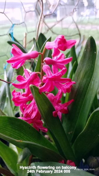 Hyacinth flowering on balcony 24th February 2024 005.jpg