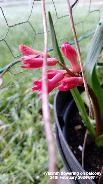 Hyacinth flowering on balcony 24th February 2024 007.jpg