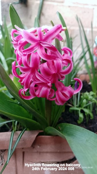 Hyacinth flowering on balcony 24th February 2024 008.jpg