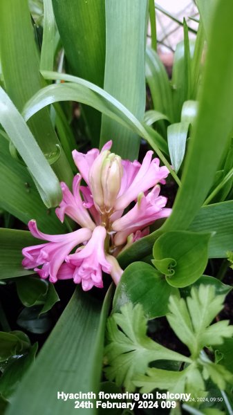 Hyacinth flowering on balcony 24th February 2024 009.jpg