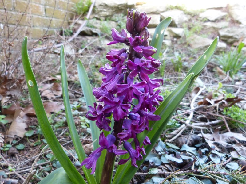 hyacinth Magenta2.JPG