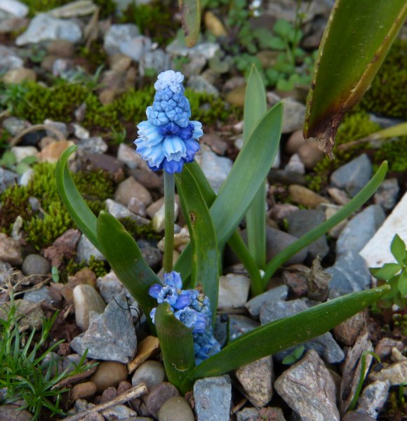 Hyacinthella dalmatica Grandiflora .JPG