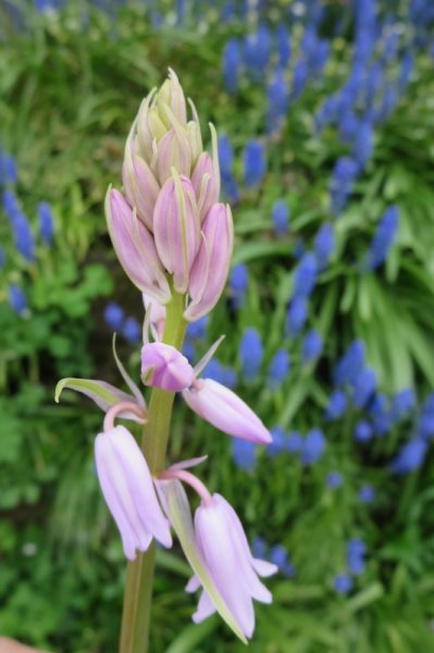 HYACINTHOIDES  HISPANICA 03-05-2014 15-09-39.JPG