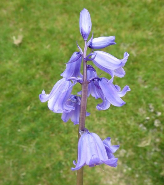 HYACINTHOIDES  HISPANICA  SPANISH  BLUEBELLS 23-05-2015 13-37-46.JPG