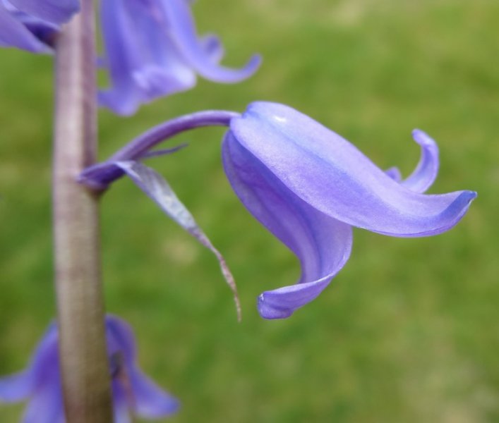 HYACINTHOIDES  HISPANICA  SPANISH  BLUEBELLS 23-05-2015 13-38-17.JPG