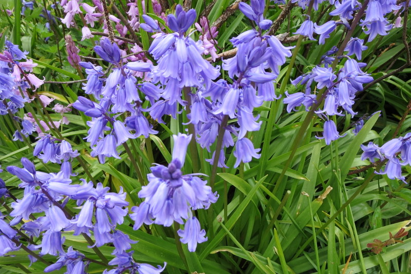 HYACINTHOIDES  HISPANICA  SPANISH  BLUEBELLS 23-05-2015 13-38-48.JPG