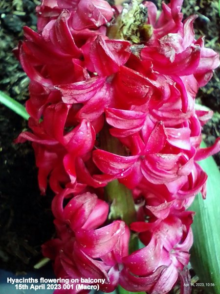 Hyacinths flowering on balcony 15th April 2023 001 (Macro).jpg