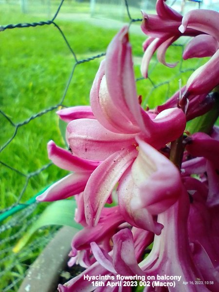 Hyacinths flowering on balcony 15th April 2023 002 (Macro).jpg