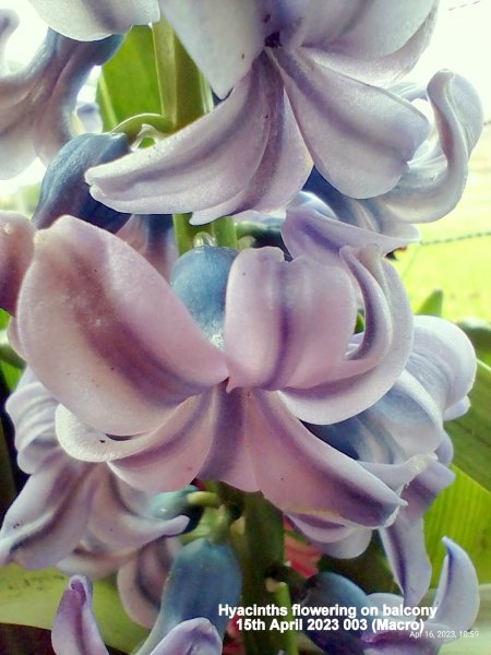 Hyacinths flowering on balcony 15th April 2023 003 (Macro).jpg