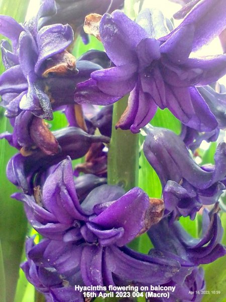 Hyacinths flowering on balcony 15th April 2023 004 (Macro).jpg