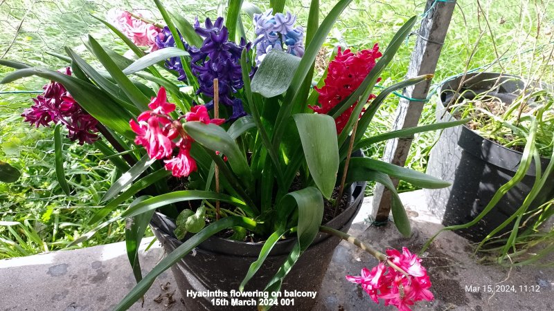 Hyacinths flowering on balcony 15th March 2024 001.jpg