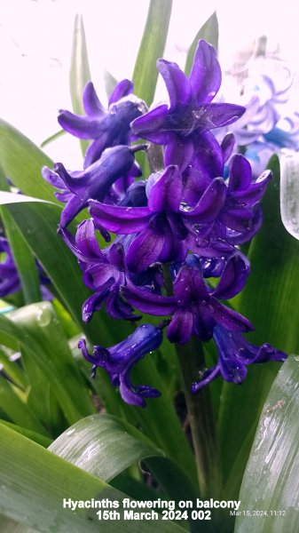 Hyacinths flowering on balcony 15th March 2024 002.jpg