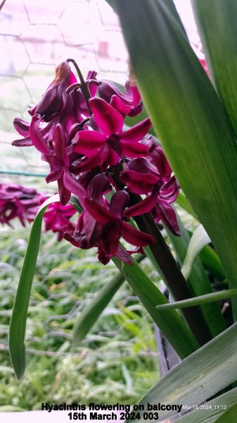 Hyacinths flowering on balcony 15th March 2024 003.jpg