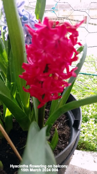 Hyacinths flowering on balcony 15th March 2024 004.jpg