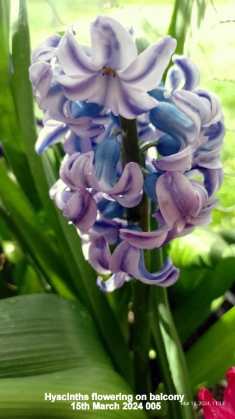 Hyacinths flowering on balcony 15th March 2024 005.jpg