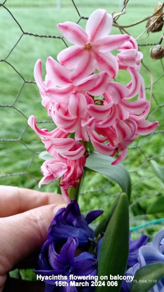 Hyacinths flowering on balcony 15th March 2024 006.jpg