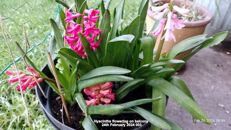 Hyacinths flowering on balcony 24th February 2024 003.jpg