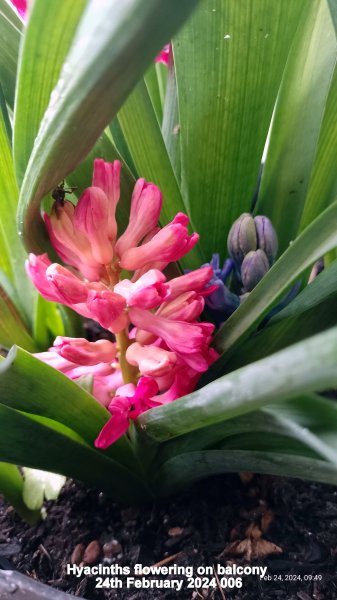 Hyacinths flowering on balcony 24th February 2024 006.jpg