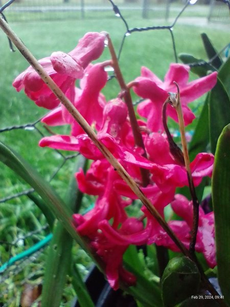 Hyacinths flowering on balcony 2th February 2024 00.jpg