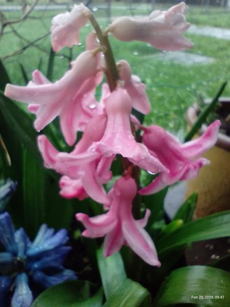 Hyacinths flowering on balcony 2th February 2024 001.jpg