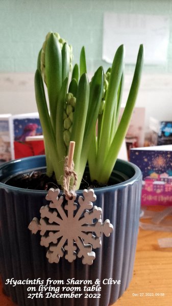 Hyacinths from Sharon & Clive on living room table 27th December 2022.jpg