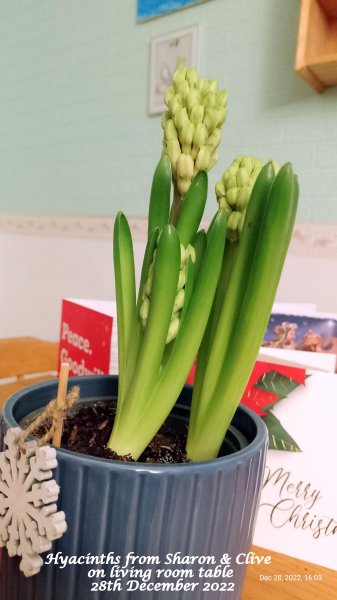 Hyacinths from Sharon & Clive on living room table 28th December 2022.jpg