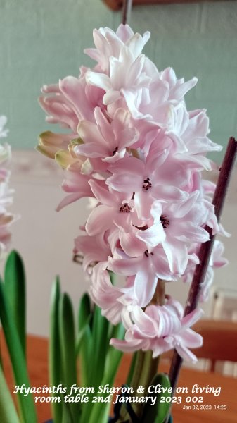 Hyacinths from Sharon & Clive on living room table 2nd January 2023 002.jpg