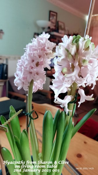 Hyacinths from Sharon & Clive on living room table 2nd January 2023 003.jpg