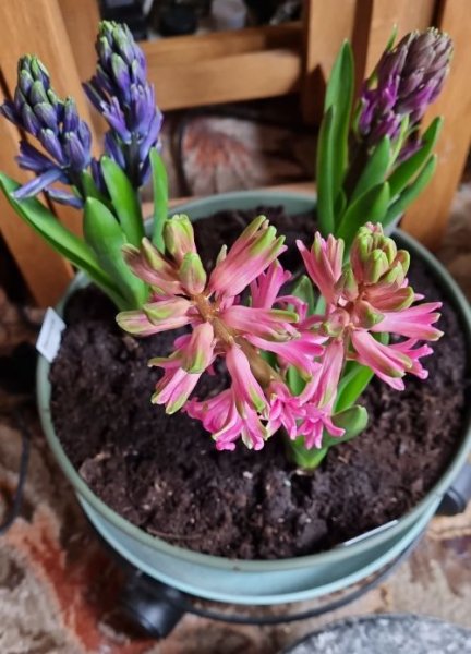 Hyacinths.jpg