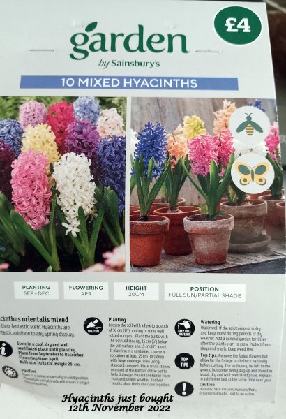 Hyacinths just bought 12th November 2022.jpg