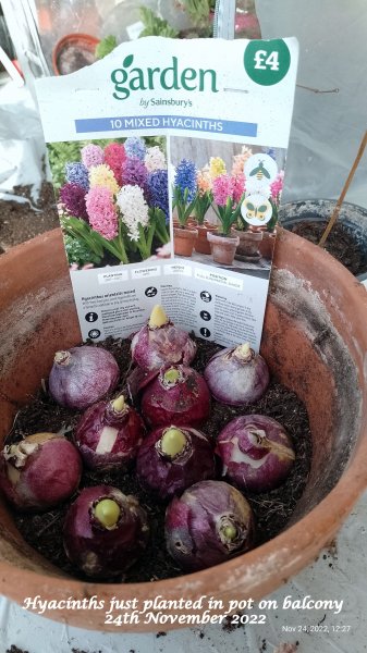 Hyacinths just planted in pot on balcony 24th November 2022.jpg