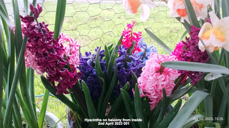 Hyacinths on balcony from inside 2nd April 2023 001.jpg