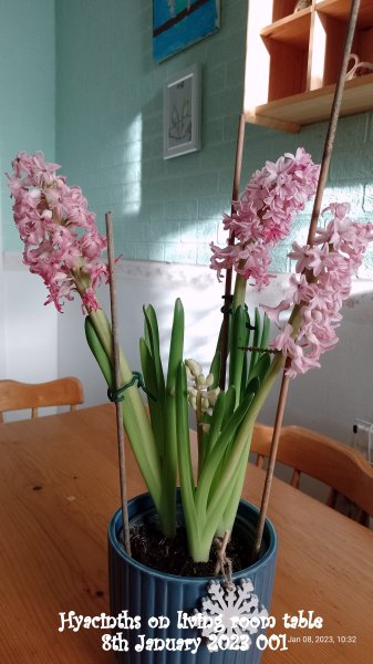 Hyacinths on living room table 8th January 2023 001.jpg