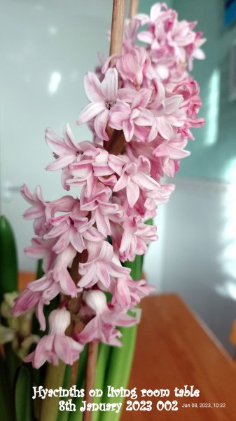 Hyacinths on living room table 8th January 2023 002.jpg