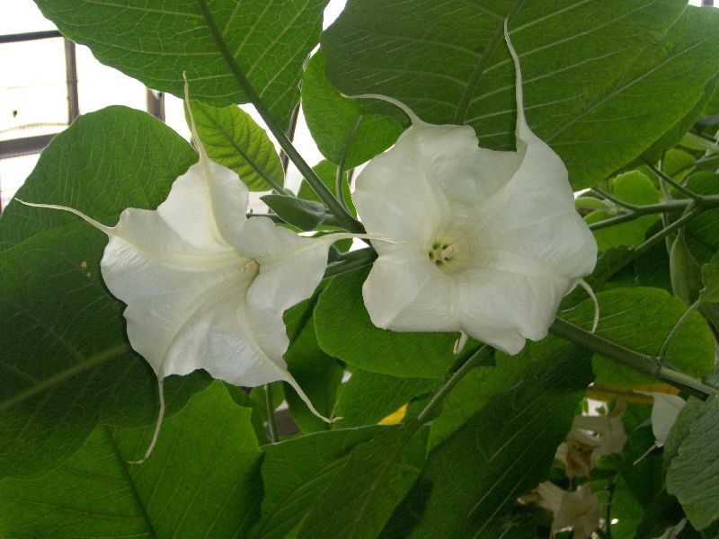 hybrid candia aurea.jpg