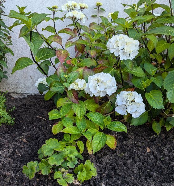 Hydrangea 'Blacksteel Zebra'.jpg