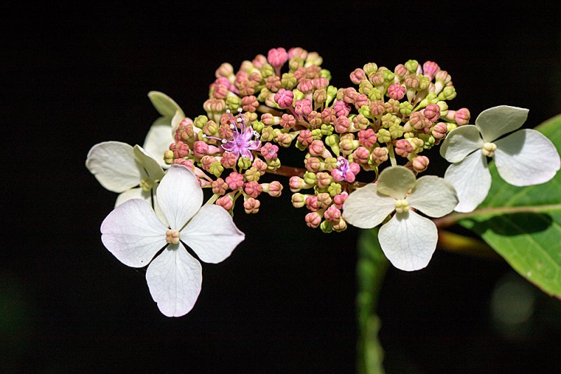 Hydrangea-crop-1.jpg