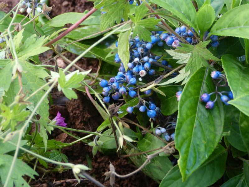 Hydrangea daimingshanensis 1.JPG