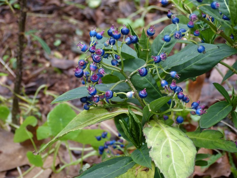 Hydrangea daimingshanensis 2 .JPG