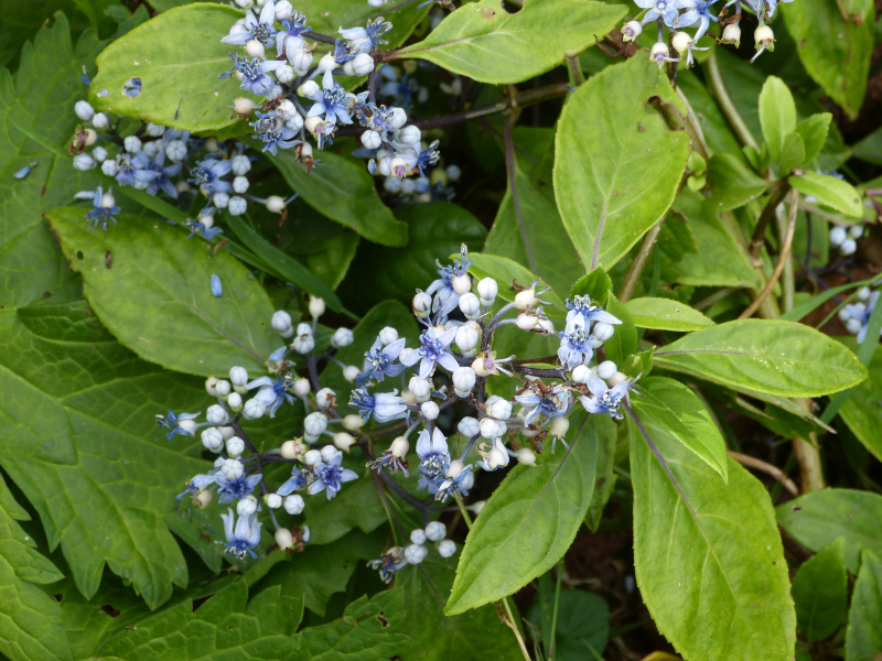 Hydrangea daimingshanensis Guiz 48.JPG