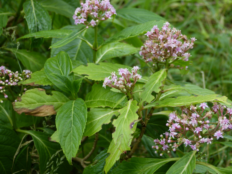 Hydrangea febrifuga Cambridge Blue.JPG.JPG