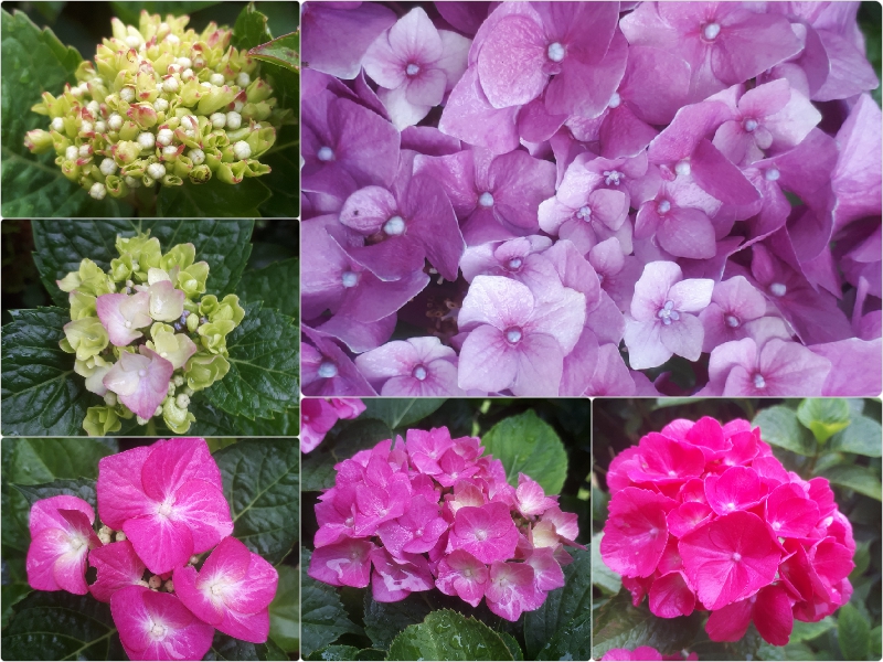 Hydrangea.jpg