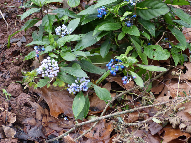 Hydrangea Long March 2.JPG