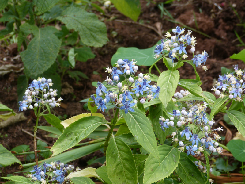 Hydrangea Long March.JPG