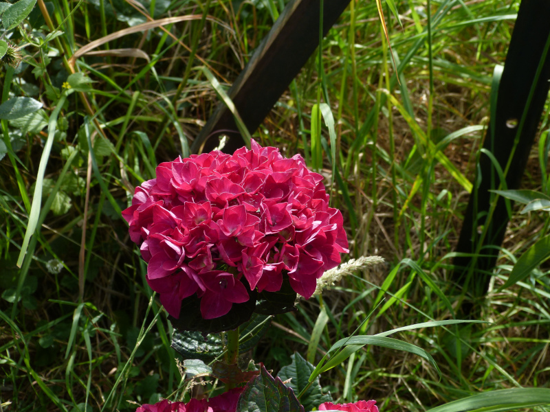 Hydrangea macrophylla Merville Sanguine.JPG