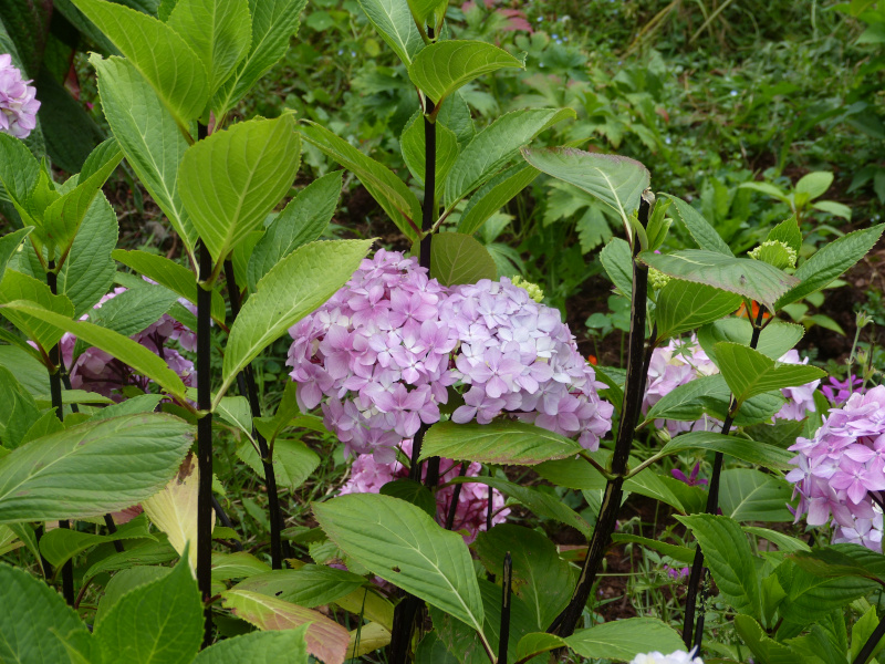 Hydrangea nigra.JPG