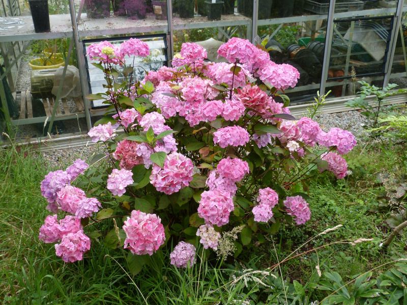 Hydrangea Preziosa 2.JPG