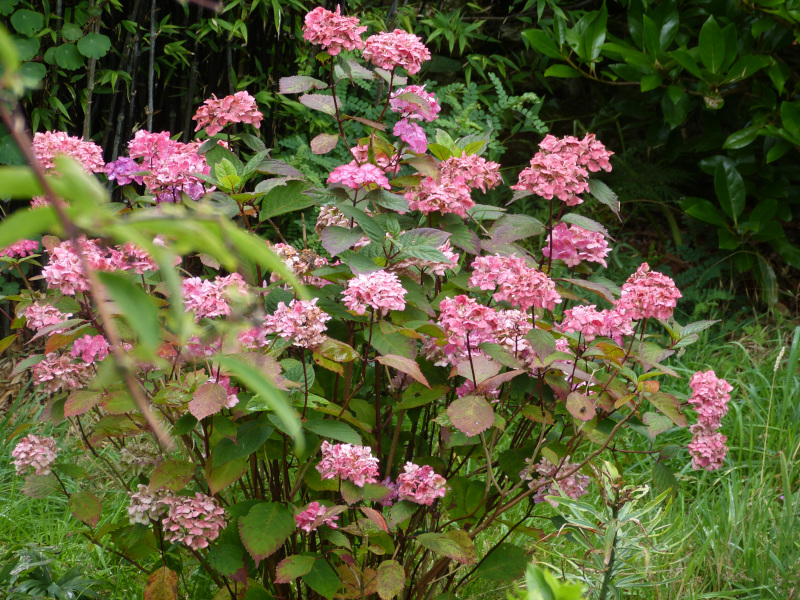 Hydrangea Preziosa.JPG