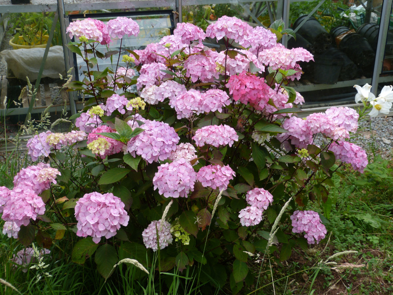 Hydrangea Preziosa.JPG